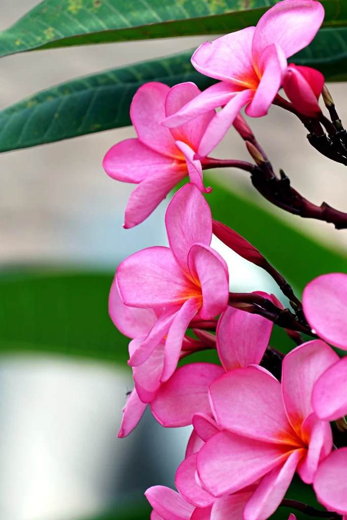 Pink Plumeria Petals Vibrant Green warm Leaves