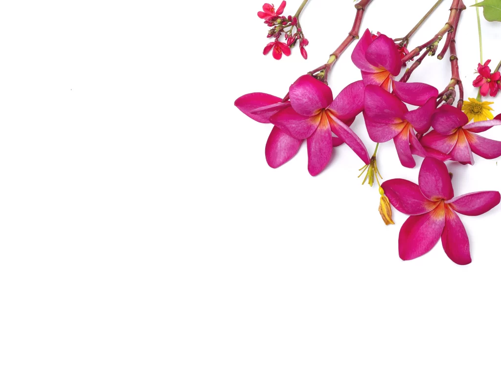 Pink Plumeria Petals Vibrant Yellow Center