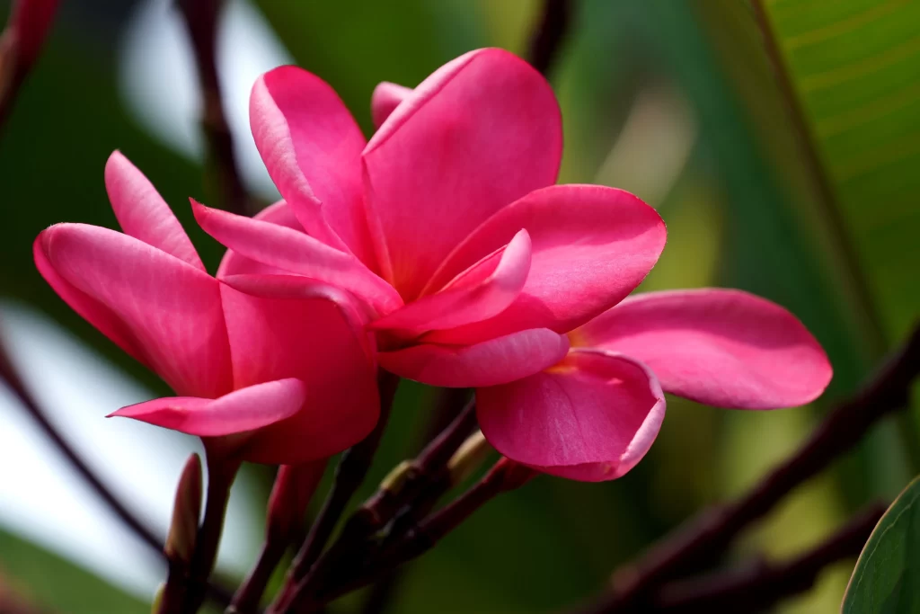 Pink Plumeria Petals Vibrant Green warm Leaves