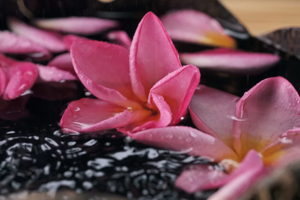 Pink Plumeria Petals Water Dew Drops
