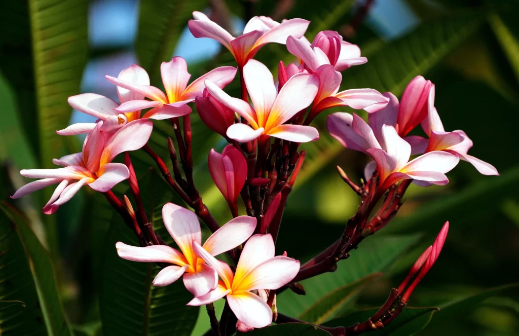 Pink Plumeria Petals Yellow Center Green gray Leaves