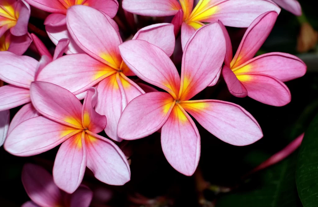 Pink Plumeria Petals Yellow Center
