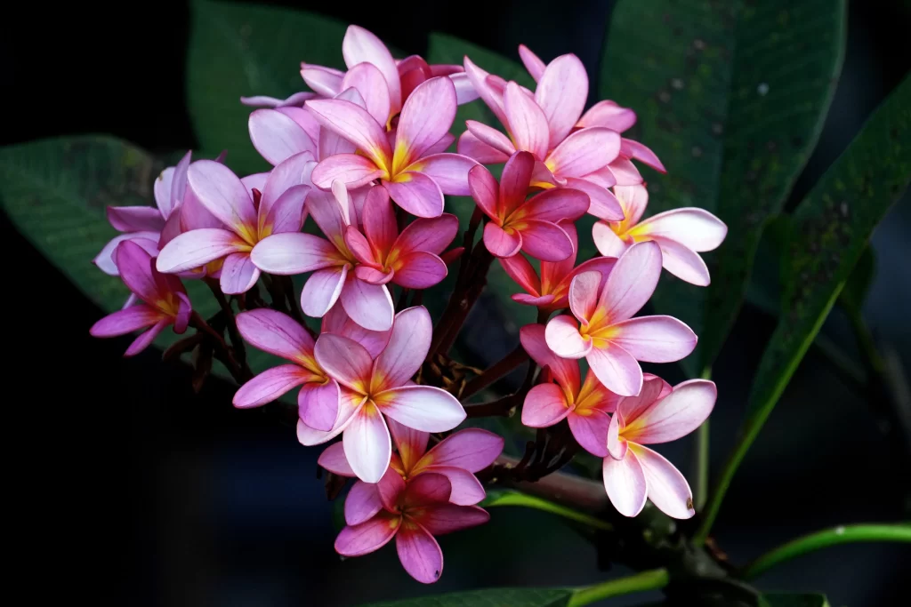 Pink Plumeria Petals Yellow Center Green gray Leaves