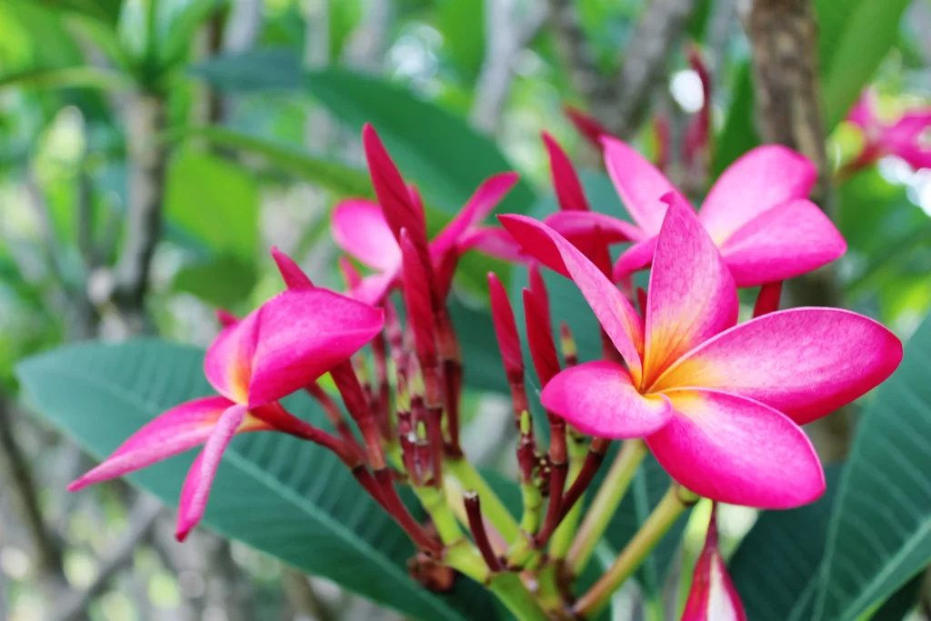 Pink Plumeria Petals Yellow Center Green gray Leaves