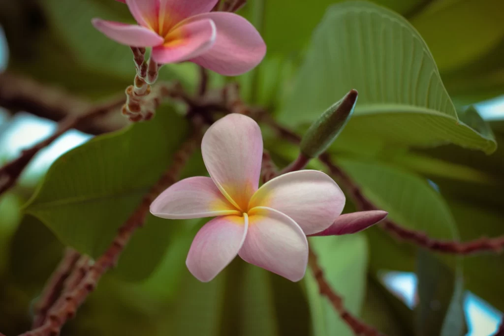Pink Plumeria Petals Yellow Center Green warm Leaves