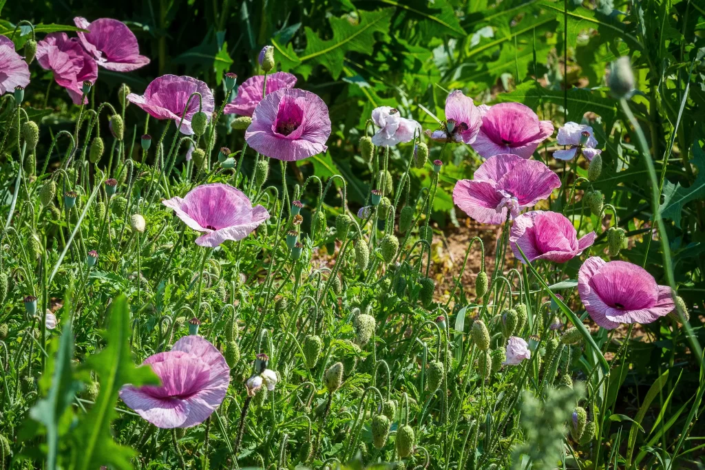 Pink Poppy Blooms Petals Greenery Sunlight