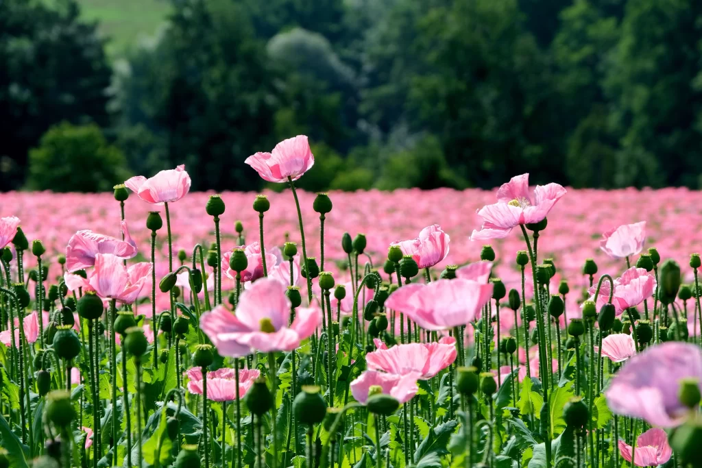 Pink Poppy Blooms Petals Greenery