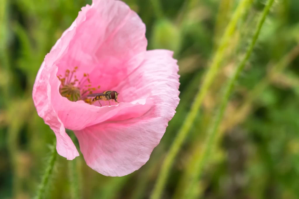 Pink Poppy Petals Bee Yellow Stamen