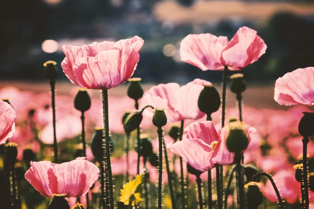 Pink Poppy Petals Stalks Green Buds