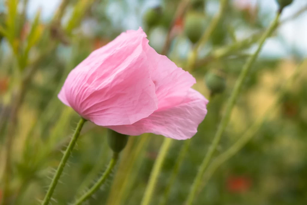 Pink Poppy Petals Stamen Green
