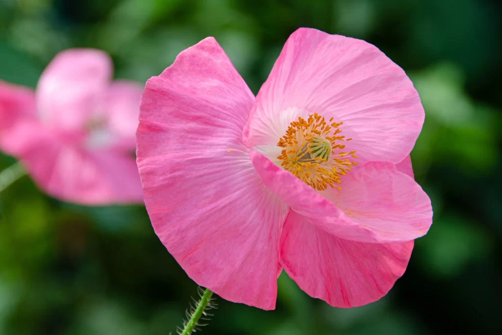Pink Poppy Petals Yellow Center Green Stems