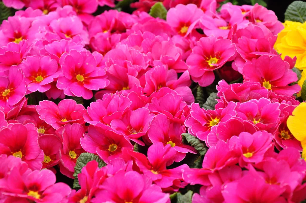 Pink Primrose Petals Bright Yellow Center