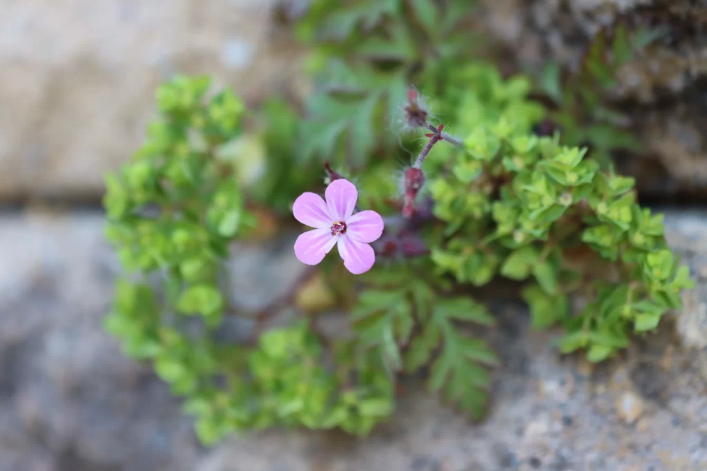Pink Primrose Petals Delicate Leaves Stone