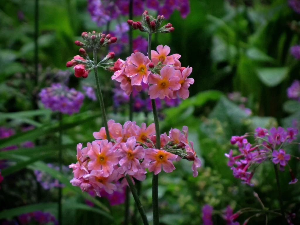 Pink Primrose Petals Dewdrops Greenery