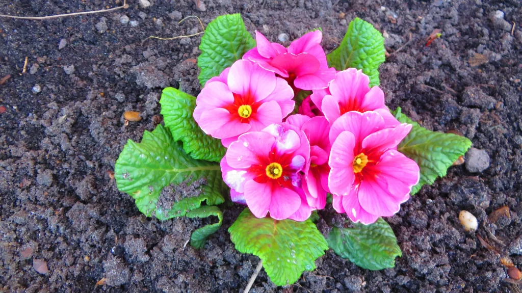 Pink Primrose Petals Green Leaves Yellow Center