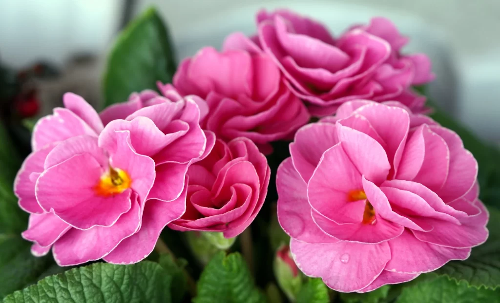 Pink Primrose Petals Ruffled Edges Yellow Center