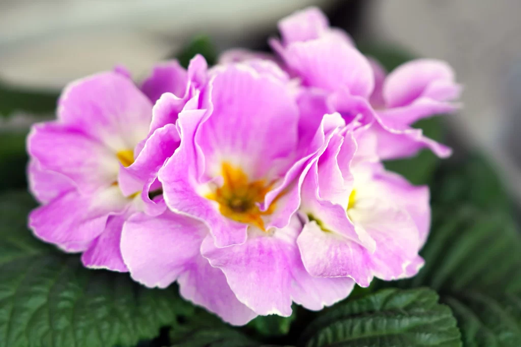 Pink Primrose Petals Ruffled Yellow Center