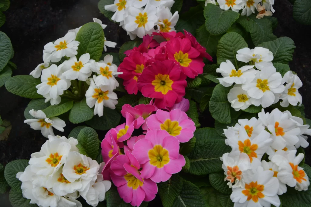 Pink Primrose Petals Yellow Center Green gray Leaves