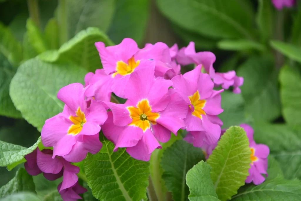 Pink Primrose Petals Yellow Center Green gray Leaves