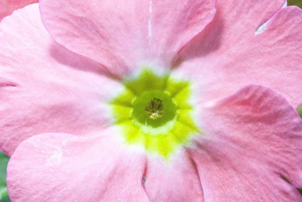 Pink Primrose Petals Yellow warm Center