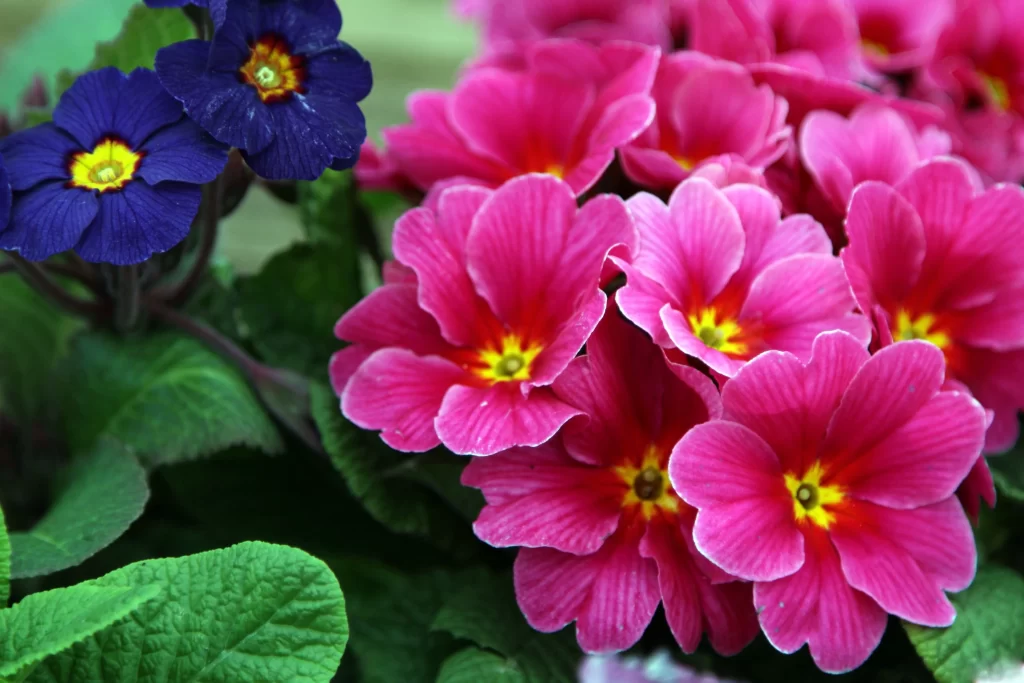 Pink Primrose Petals Yellow Center Green warm Leaves