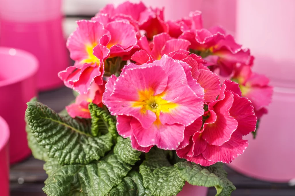 Pink Primrose Petals Yellow Center Ruffled Edges Green warm Leaves