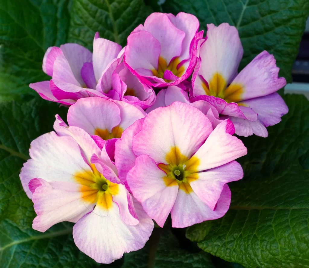 Pink Primrose Petals Yellow Center Green gray Leaves