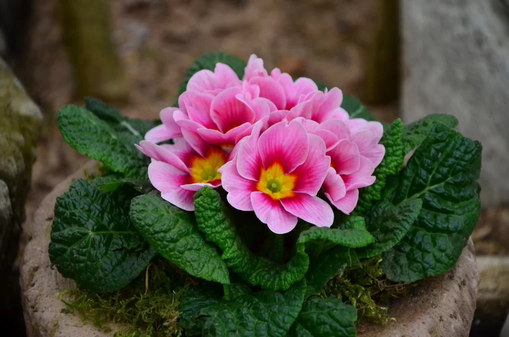 Pink Primrose Petals Yellow Center Green gray Leaves