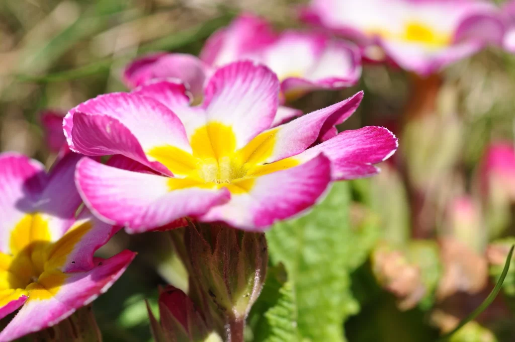 Pink Primrose Petals Yellow Center Green warm Leaves