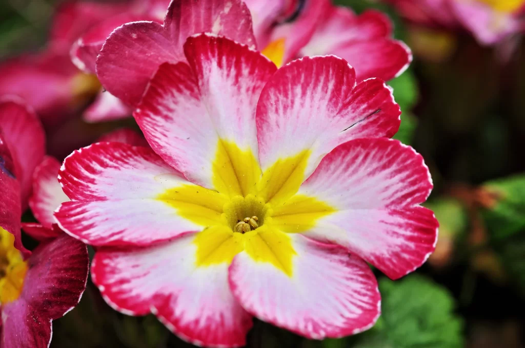 Pink Primrose Petals Yellow warm Center