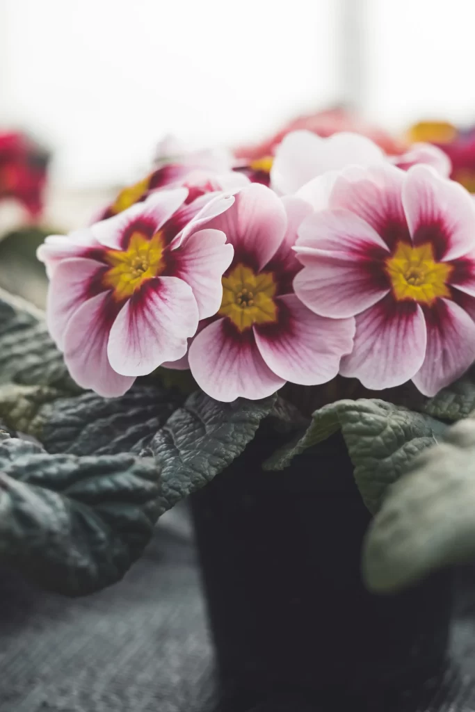 Pink Primrose Petals Yellow Center Green gray Leaves