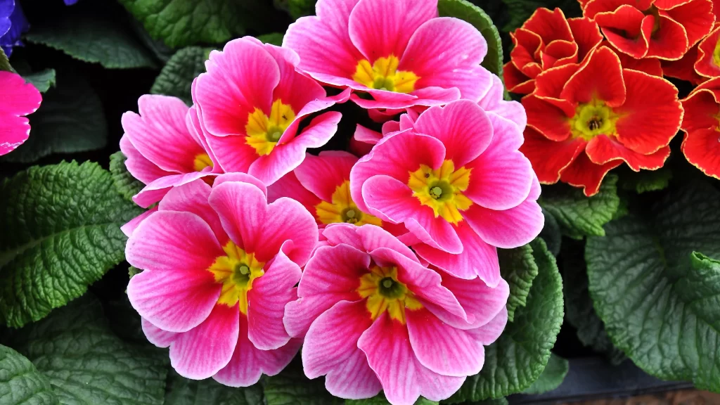 Pink Primrose Petals Yellow Center Ruffled Edges Green warm Leaves