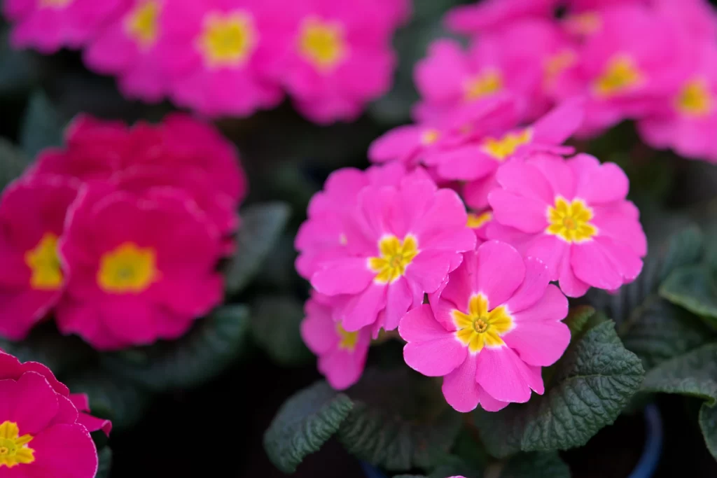 Pink Primrose Petals Yellow Center Green warm Leaves