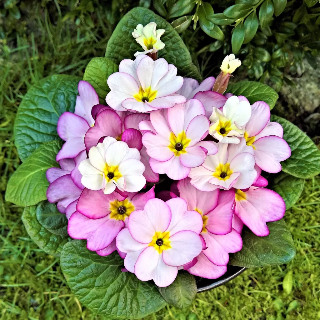 Pink Primrose Petals Yellow Center Green gray Leaves