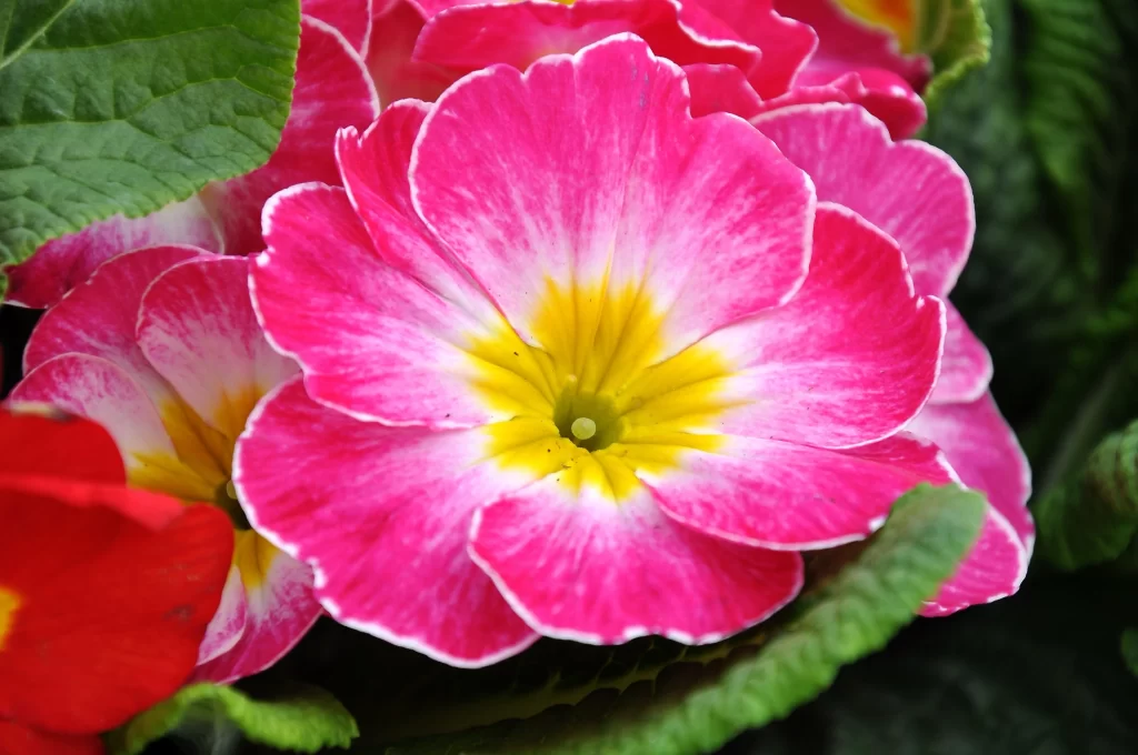 Pink Primrose Petals Yellow Center Green warm Leaves