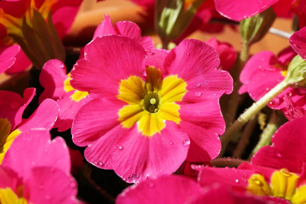Pink Primrose Petals Yellow Center Dewdrops