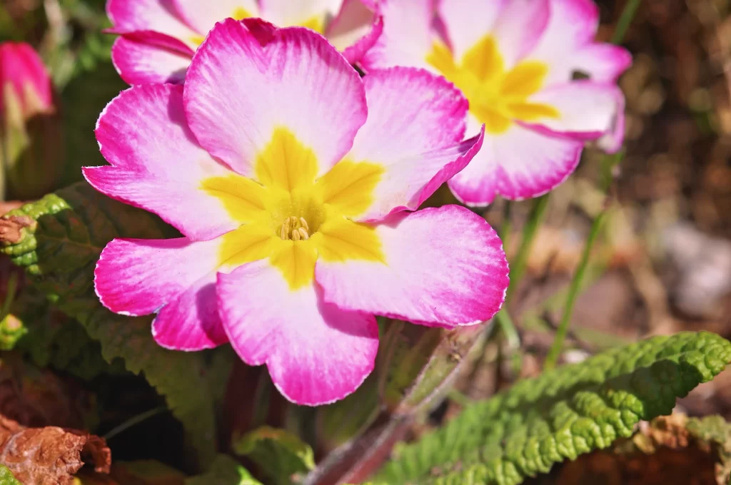 Pink Primrose Petals Yellow Center Green warm Leaves