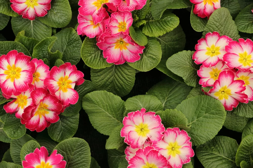 Pink Primrose Petals Yellow Center Green warm Leaves