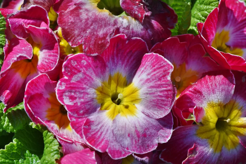 Pink Primrose Petals Yellow Center Green warm Leaves