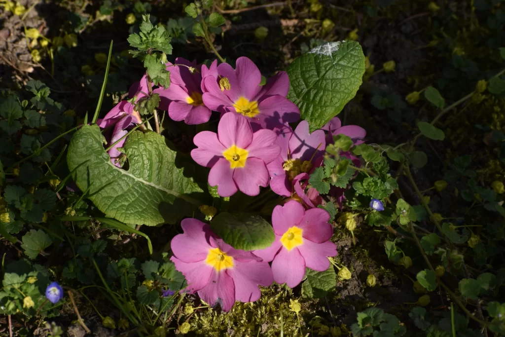 Pink Primrose Petals Yellow Center Green gray Leaves