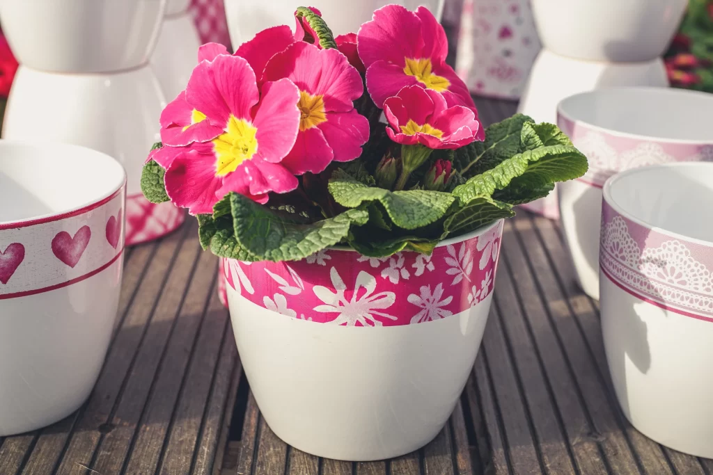 Pink Primrose Petals Yellow Center Green warm Leaves