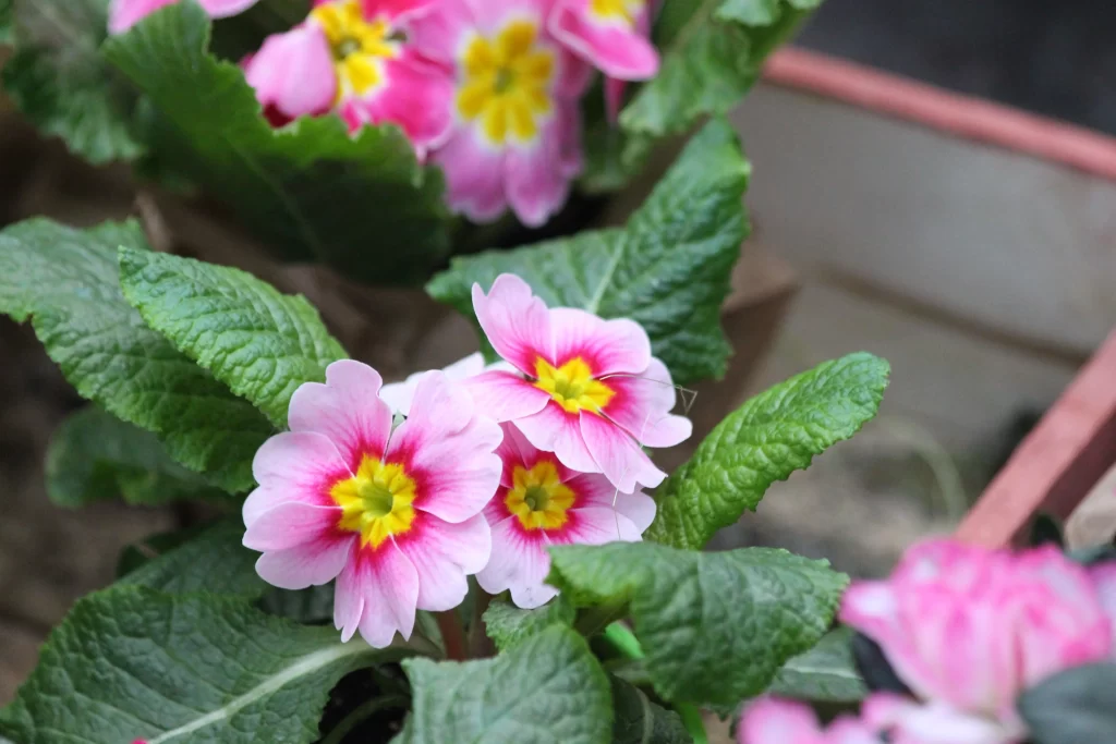 Pink Primrose Petals Yellow Center Green gray Leaves