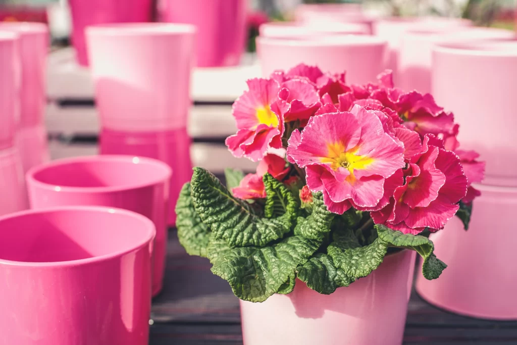Pink Primrose Petals Yellow Center Green warm Leaves