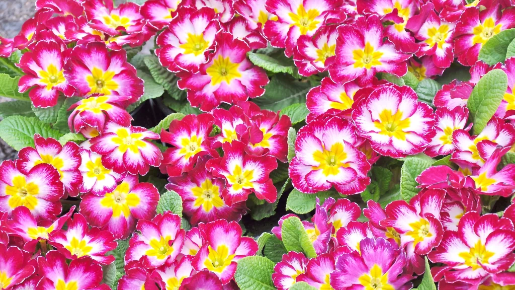 Pink Primrose Yellow Center Petals Green warm Leaves