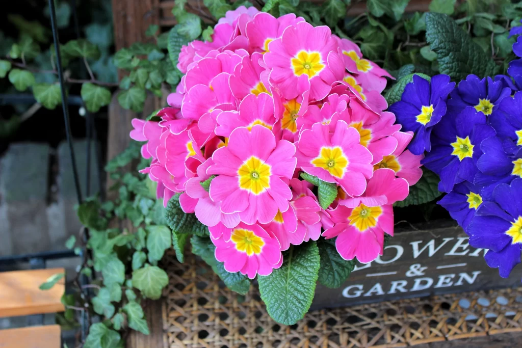 Pink Primrose Yellow Center Petals warm Blooming