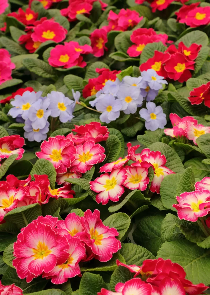 Pink Primrose Yellow Center Petals Green warm Leaves