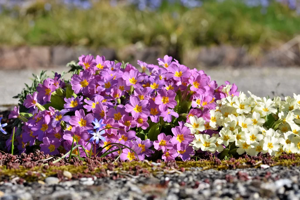 Pink Primrose Yellow Center Petals gray Blooming