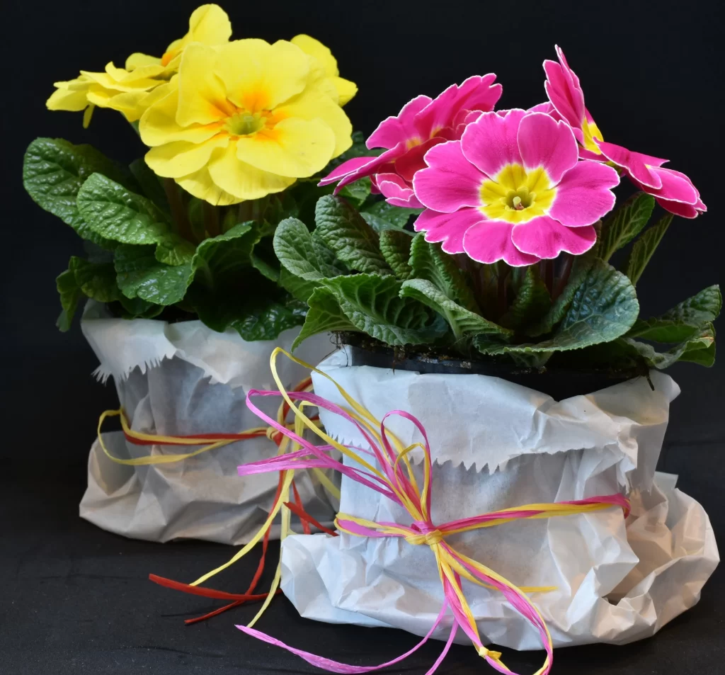 Pink Primrose Yellow Petals Green Leaves Crumpled Paper Wrapping
