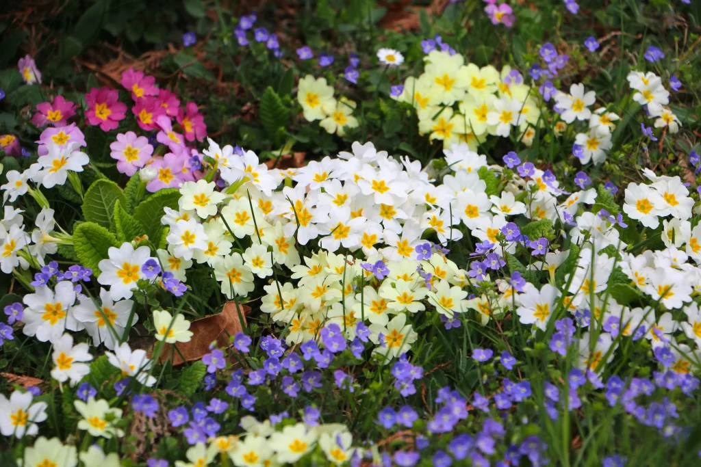 Pink Primrose Yellow White Purple Petals Garden