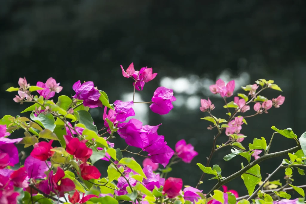 Pink Purple Bougainvillea Petals Leaves Branches